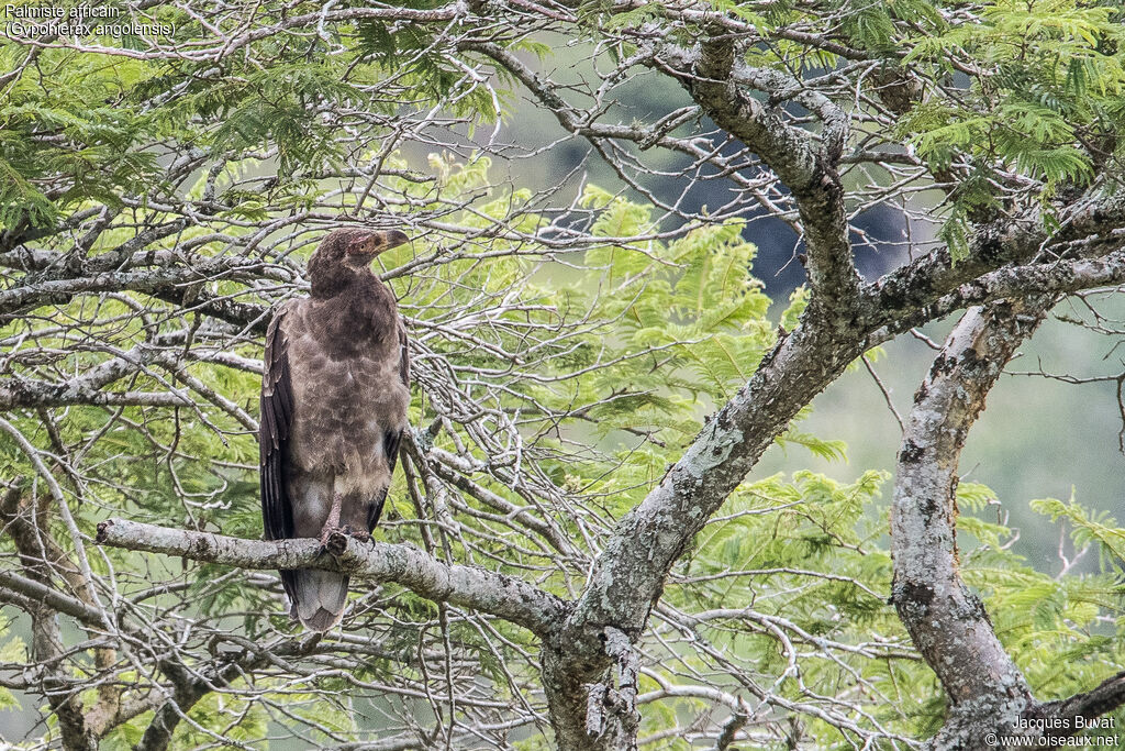 Palm-nut Vulturejuvenile