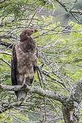 Palm-nut Vulture