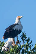 Palm-nut Vulture