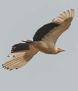 Palm-nut Vulture