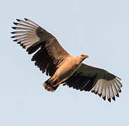 Palm-nut Vulture