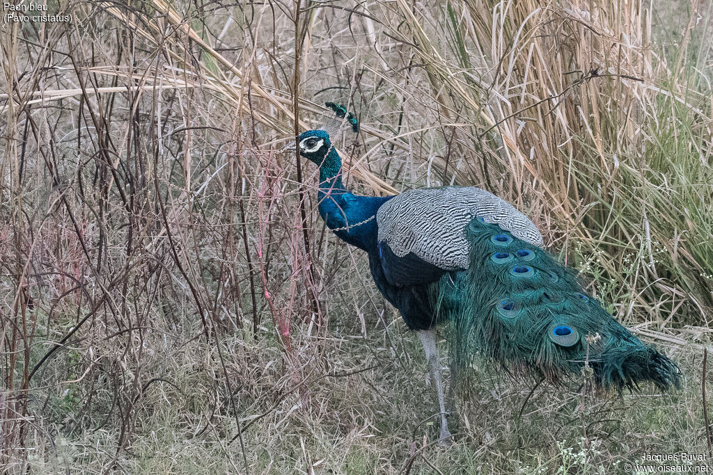 Indian Peafowl