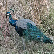 Indian Peafowl