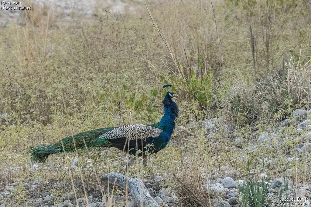 Indian Peafowl male adult breeding, habitat, aspect, pigmentation, walking