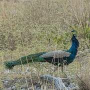 Indian Peafowl