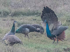 Indian Peafowl