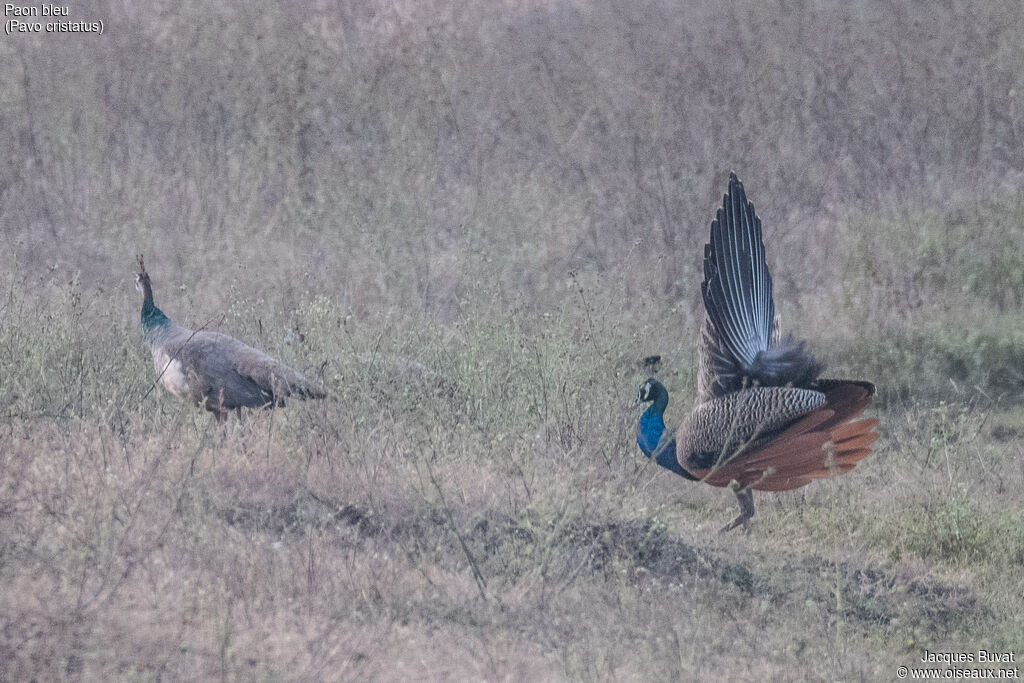 Paon bleuadulte, habitat, composition, pigmentation, parade