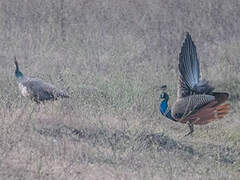 Indian Peafowl