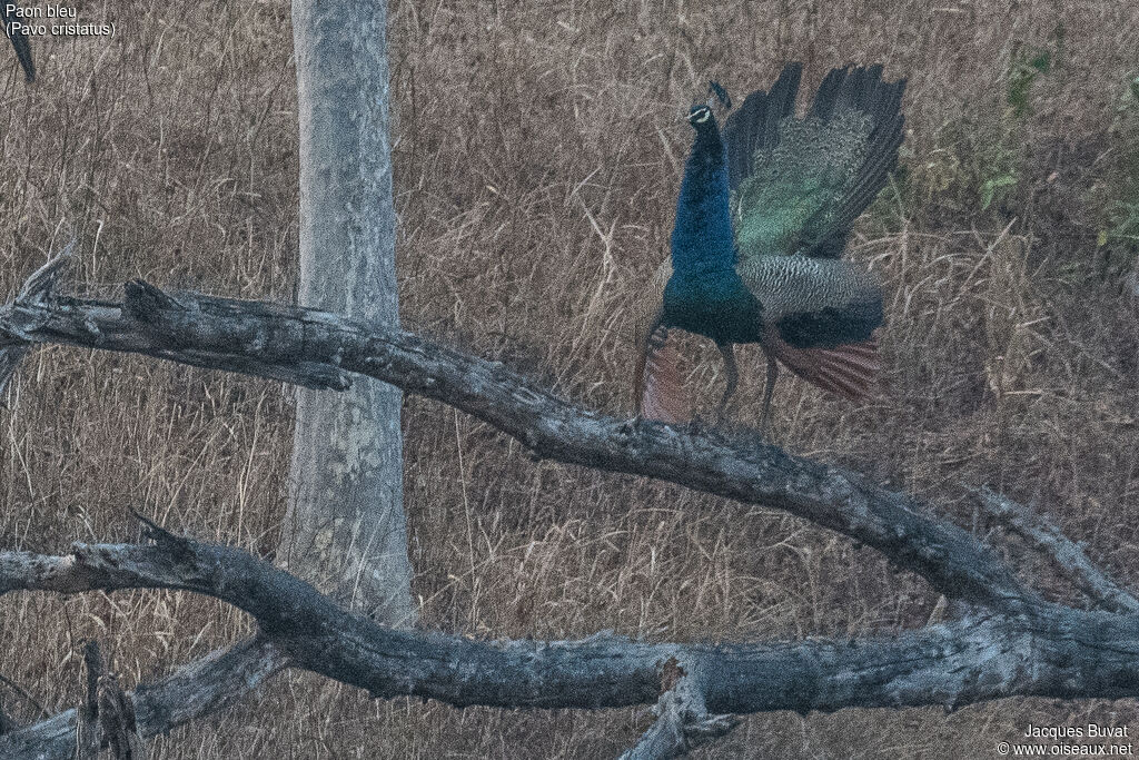 Indian Peafowl male adult post breeding, habitat, aspect, pigmentation, courting display