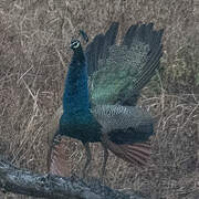 Indian Peafowl