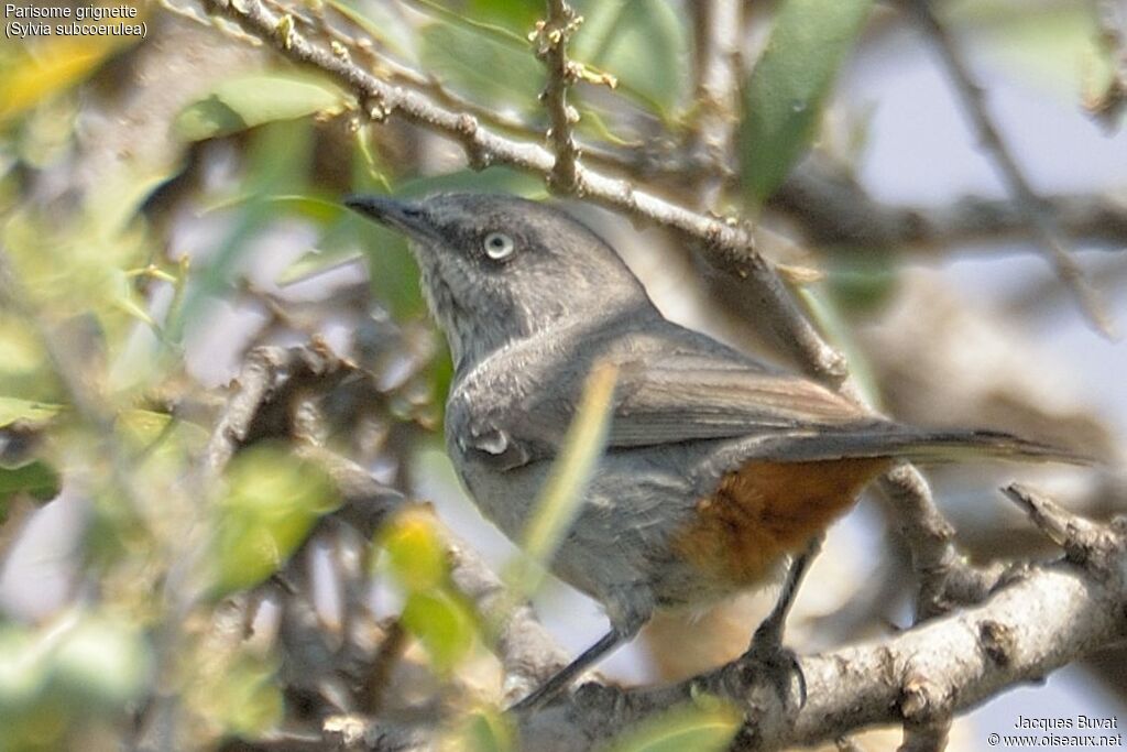 Chestnut-vented Warbleradult