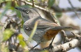 Chestnut-vented Warbler