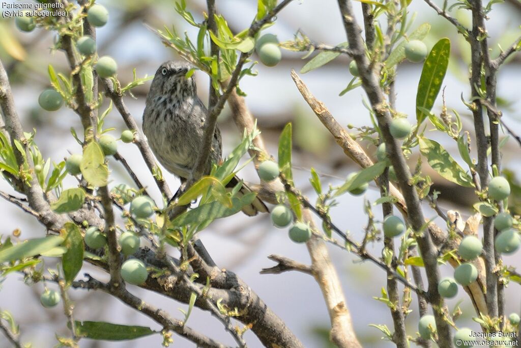 Chestnut-vented Warbleradult