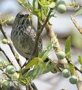 Chestnut-vented Warbler