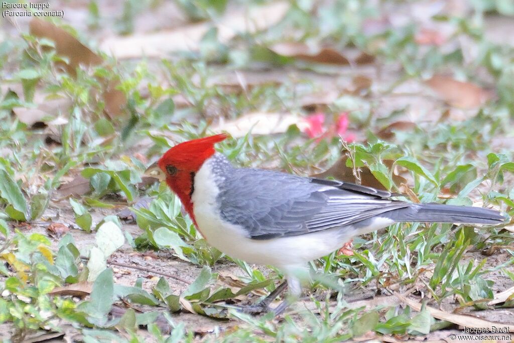 Red-crested Cardinaladult, identification