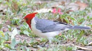 Red-crested Cardinal