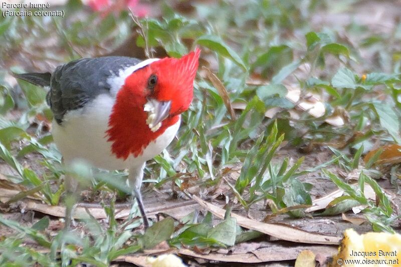 Red-crested Cardinaladult