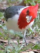 Red-crested Cardinal