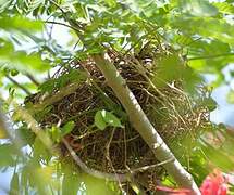 Red-crested Cardinal