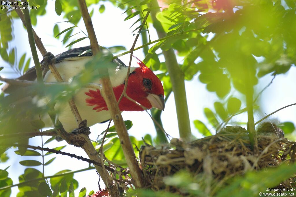 Red-crested Cardinaladult