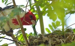 Red-crested Cardinal