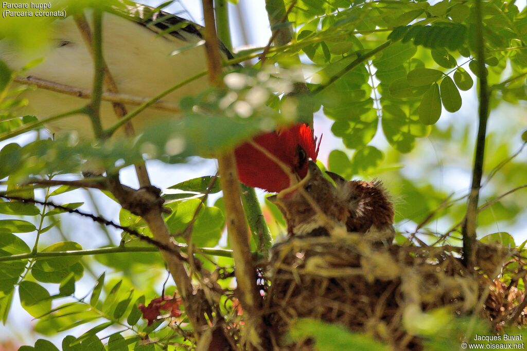 Red-crested Cardinaladult, Reproduction-nesting, Behaviour