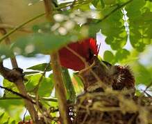 Red-crested Cardinal