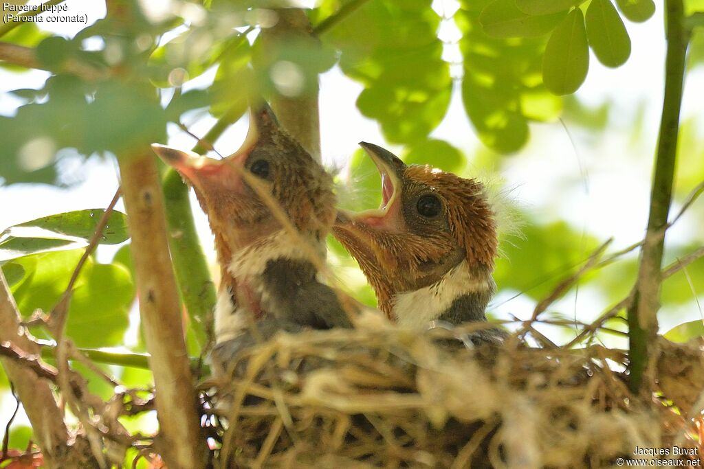 Red-crested CardinalFirst year, identification, Reproduction-nesting