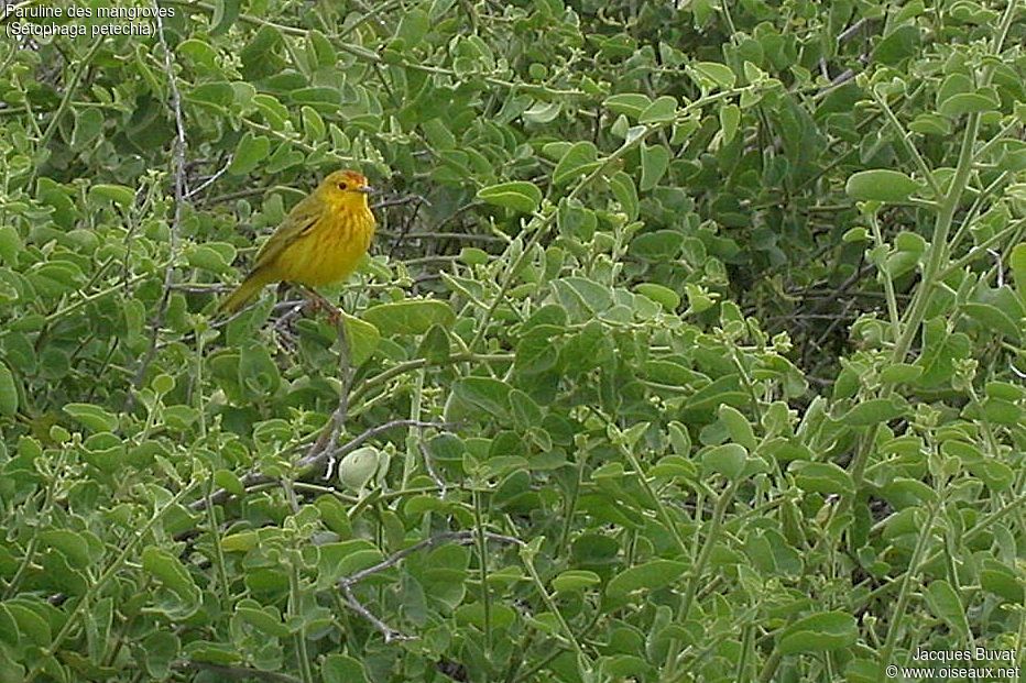 Mangrove Warbler male adult, identification, habitat, aspect, pigmentation