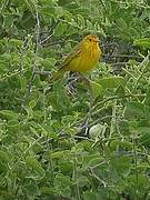 Mangrove Warbler