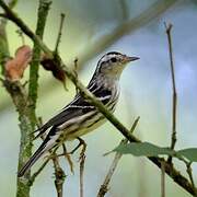 Black-and-white Warbler