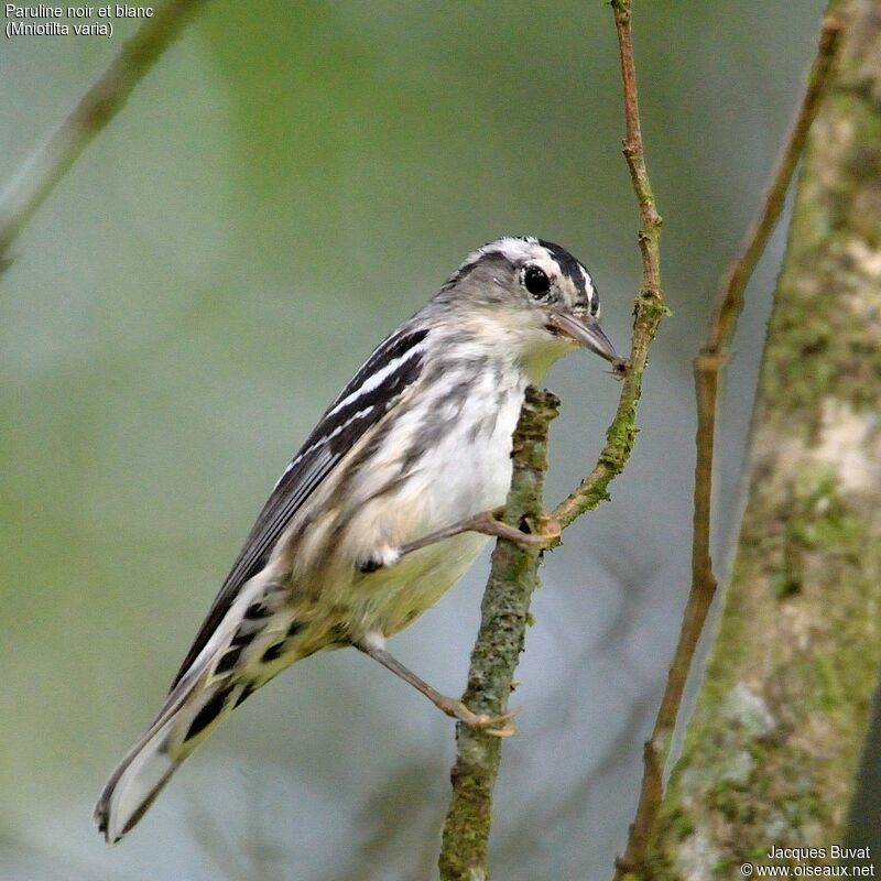 Black-and-white Warbler female adult, identification, aspect, pigmentation, eats