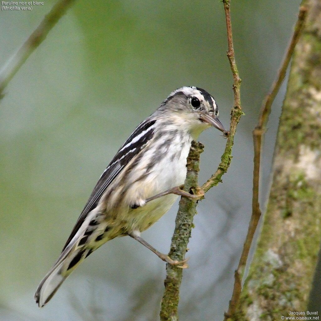 Black-and-white Warbler female adult, identification, aspect, pigmentation, eats