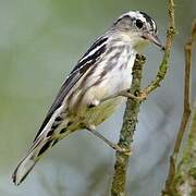 Black-and-white Warbler