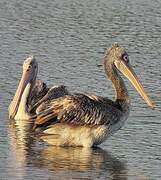 Spot-billed Pelican