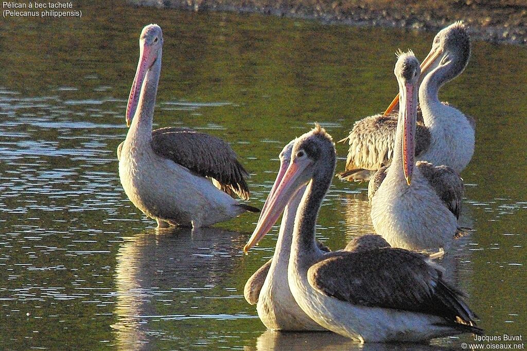 Spot-billed Pelicanjuvenile