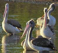 Spot-billed Pelican