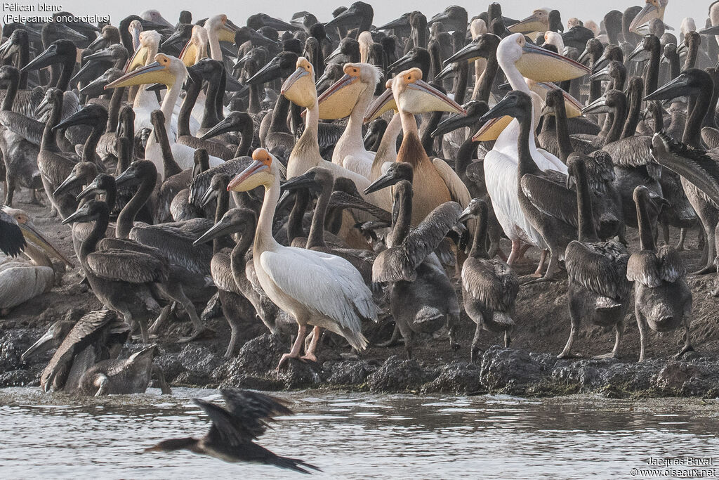 Great White Pelican, habitat, aspect, pigmentation, Reproduction-nesting, colonial reprod.