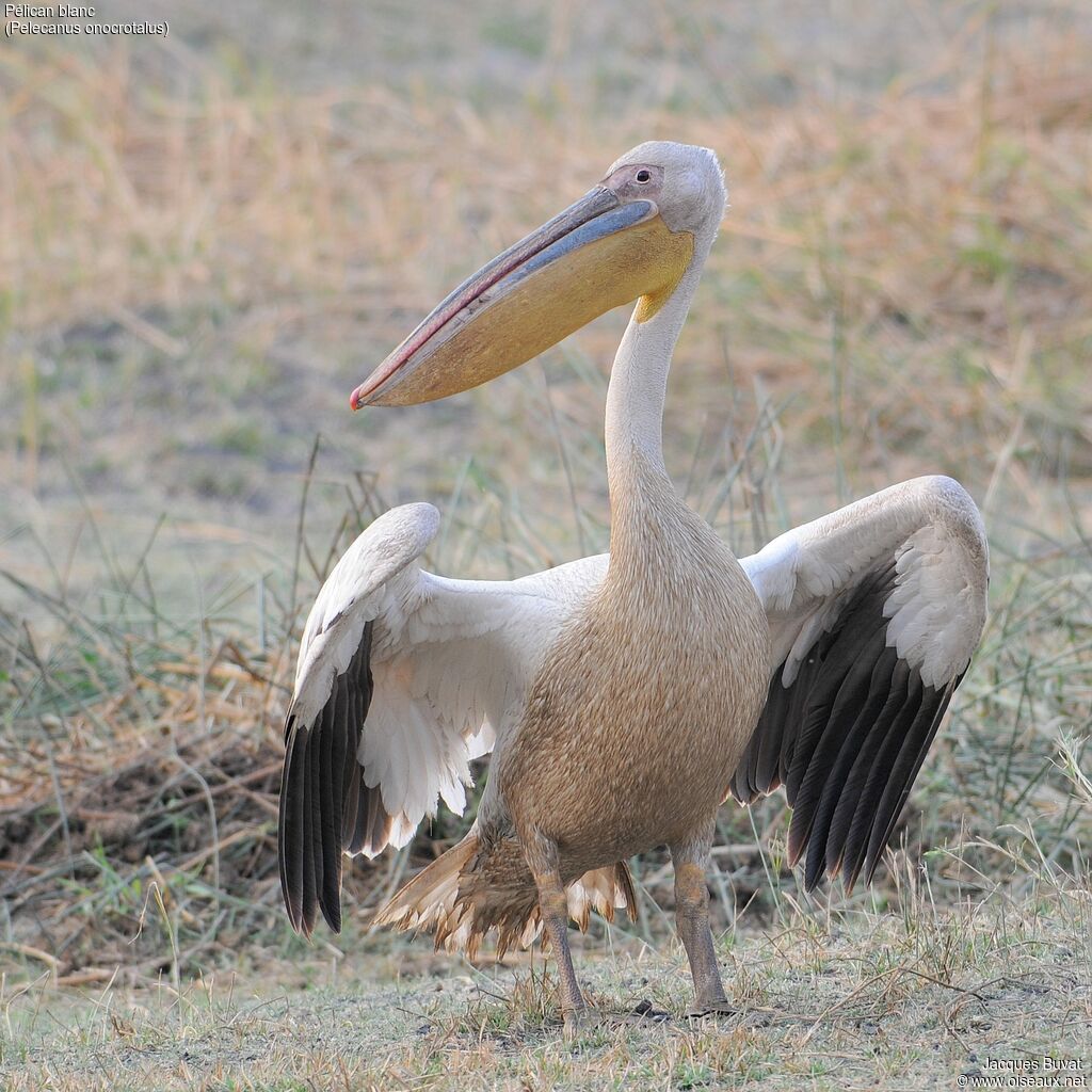 Great White Pelicanadult breeding, close-up portrait, aspect, pigmentation