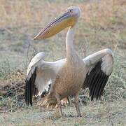 Great White Pelican