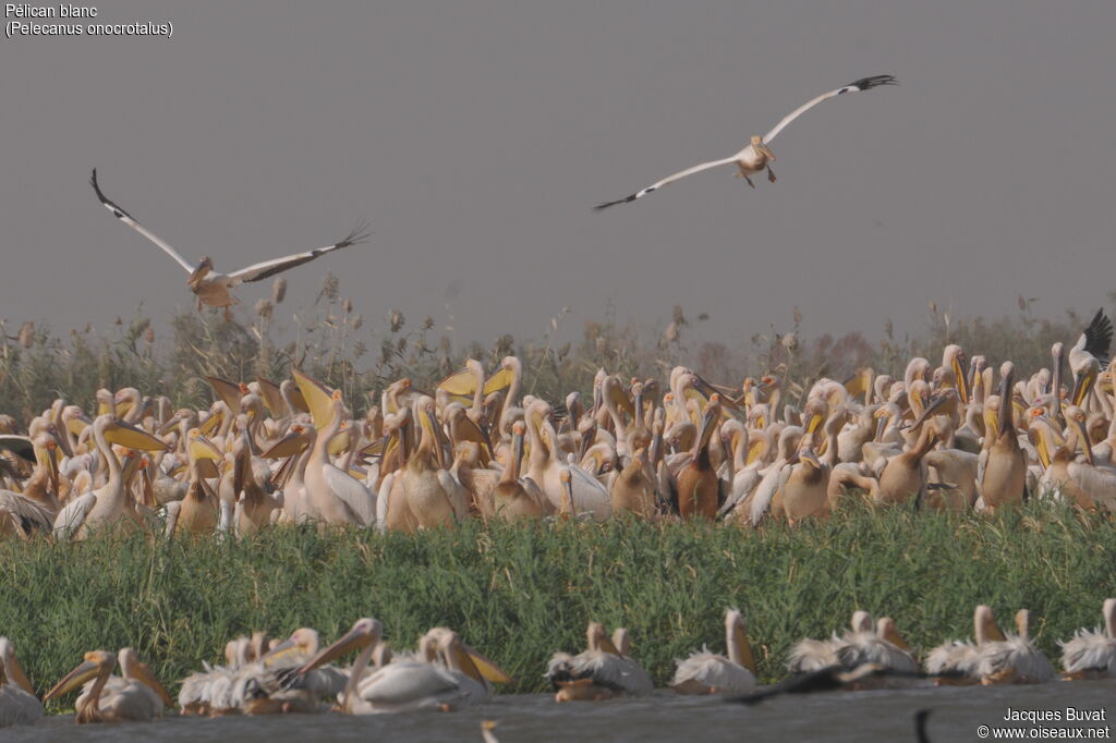 Great White Pelican adult breeding