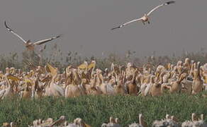 Great White Pelican