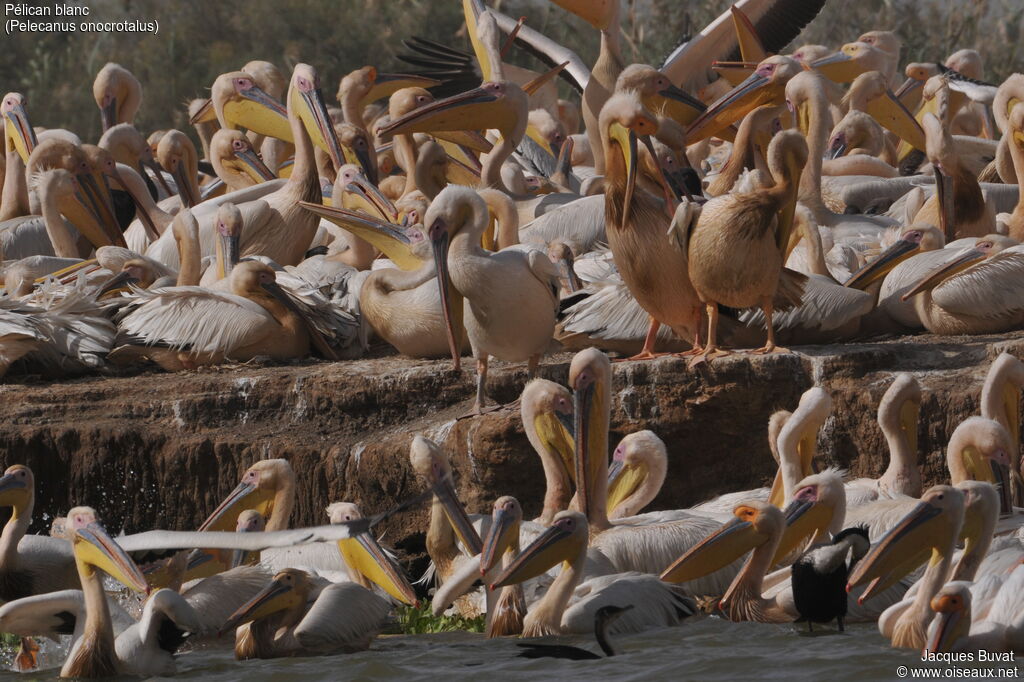 Great White Pelican adult breeding