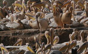 Great White Pelican