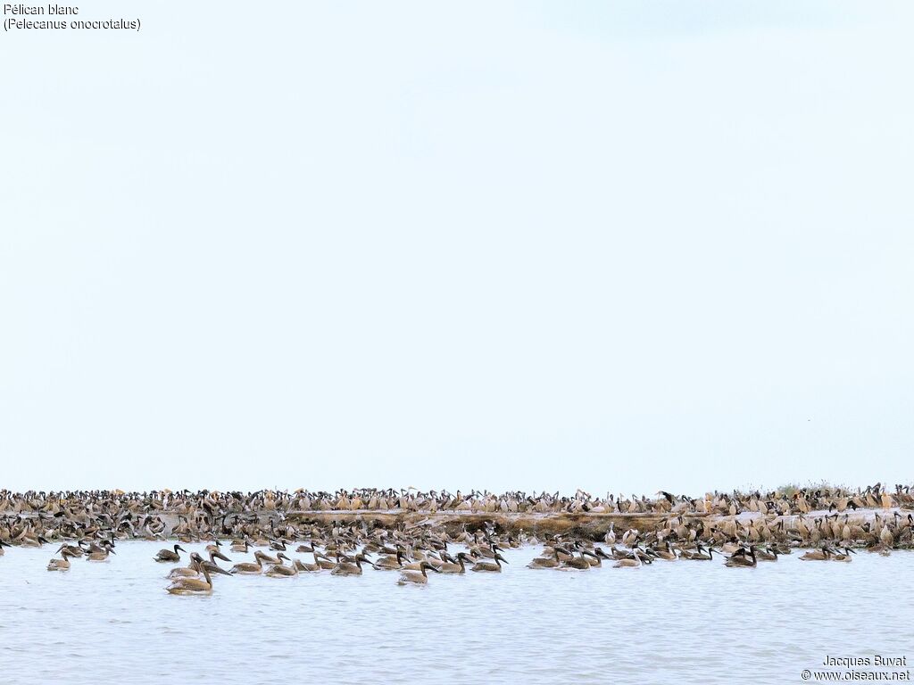 Great White PelicanFirst year