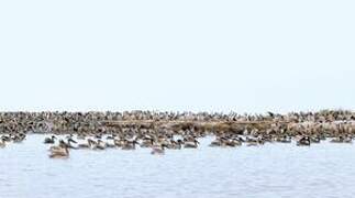 Great White Pelican