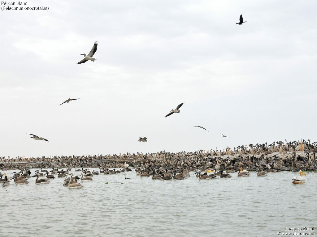 Great White PelicanFirst year