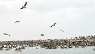 Great White Pelican