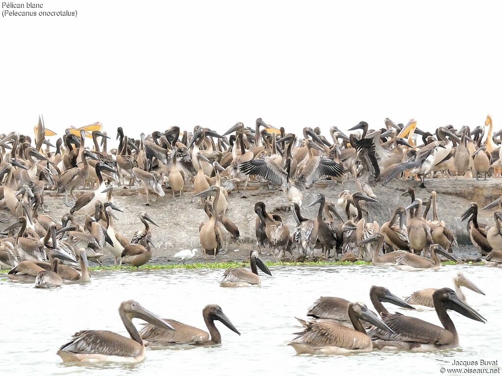 Great White PelicanFirst year