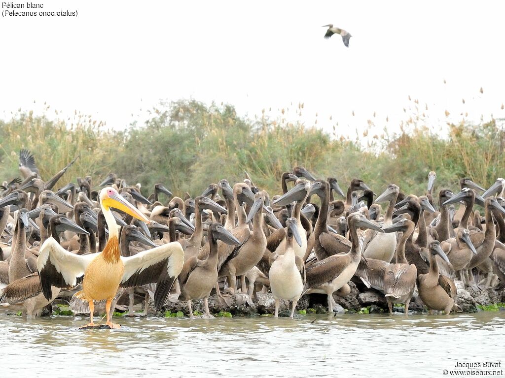 Great White PelicanFirst year